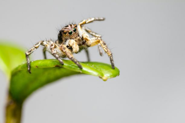 How to feed a jumping spider