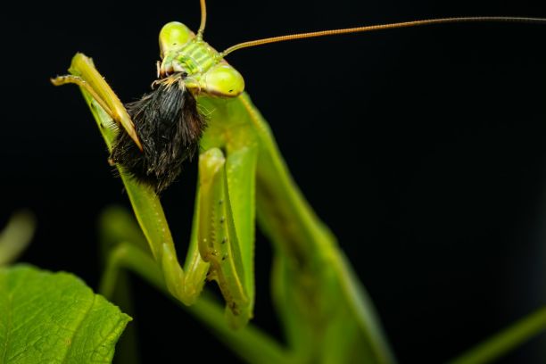 How to feed a mantis