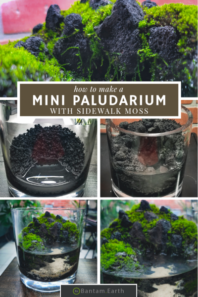 DIY Mini Paludarium With Outdoor Moss
