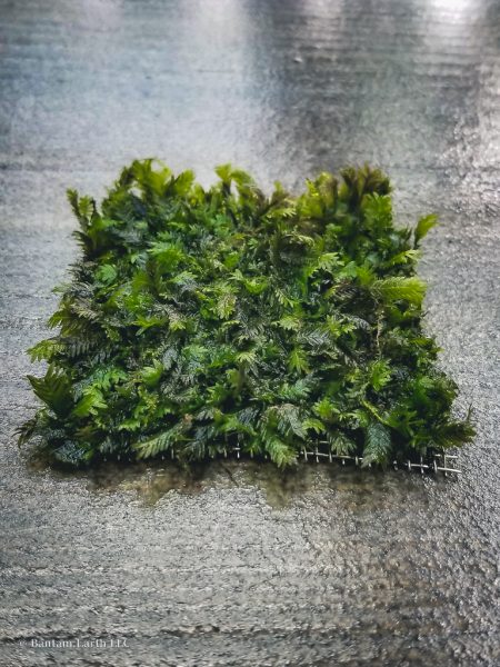 Phoenix Moss (Fissidens Fontanus)