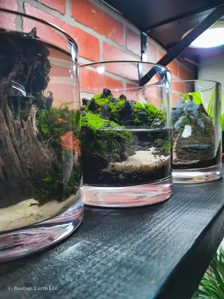 Three Types Of Mossariums