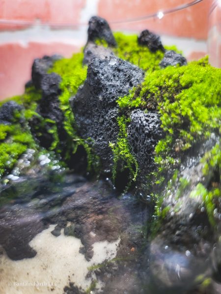 Aquaterrarium with java moss & barbula moss