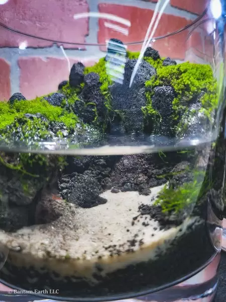Mini Paludarium With Moss