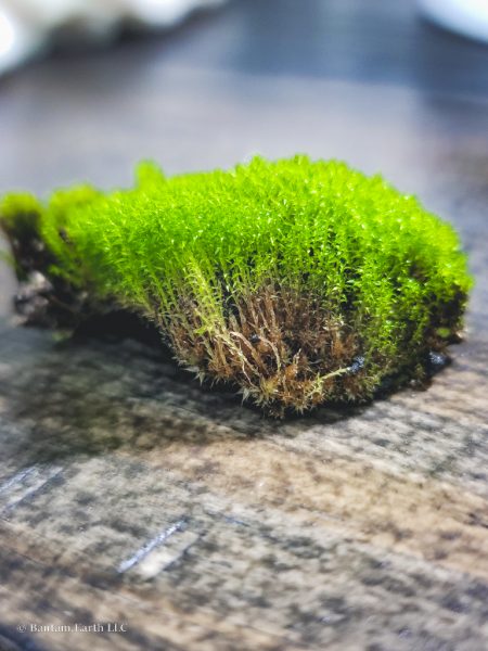 Paludarium Moss