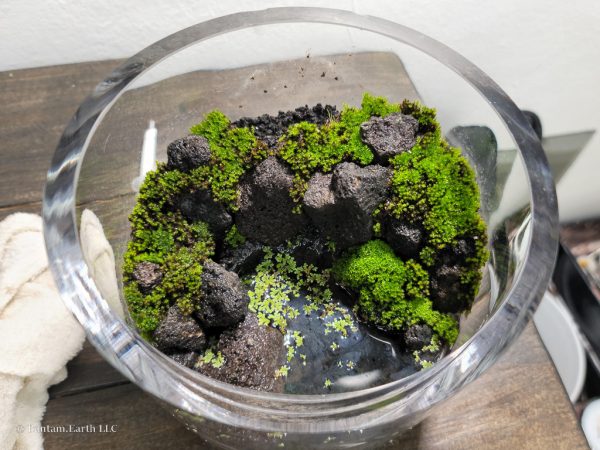 constructing a mini paludarium