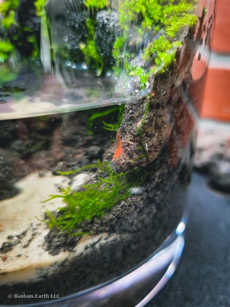 mini paludarium animals