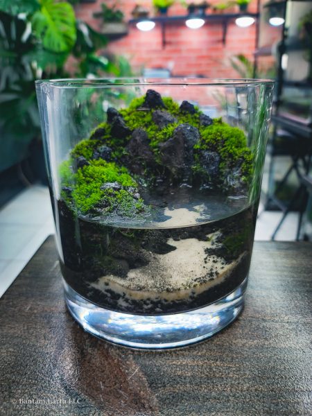 Mini Paludarium/aquaterrarium