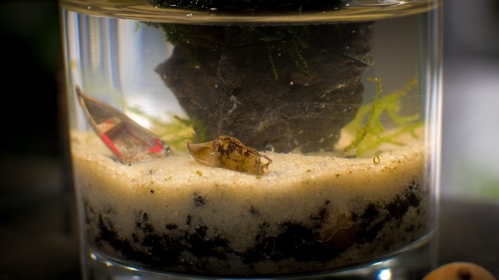 Mini Aquarium Decor