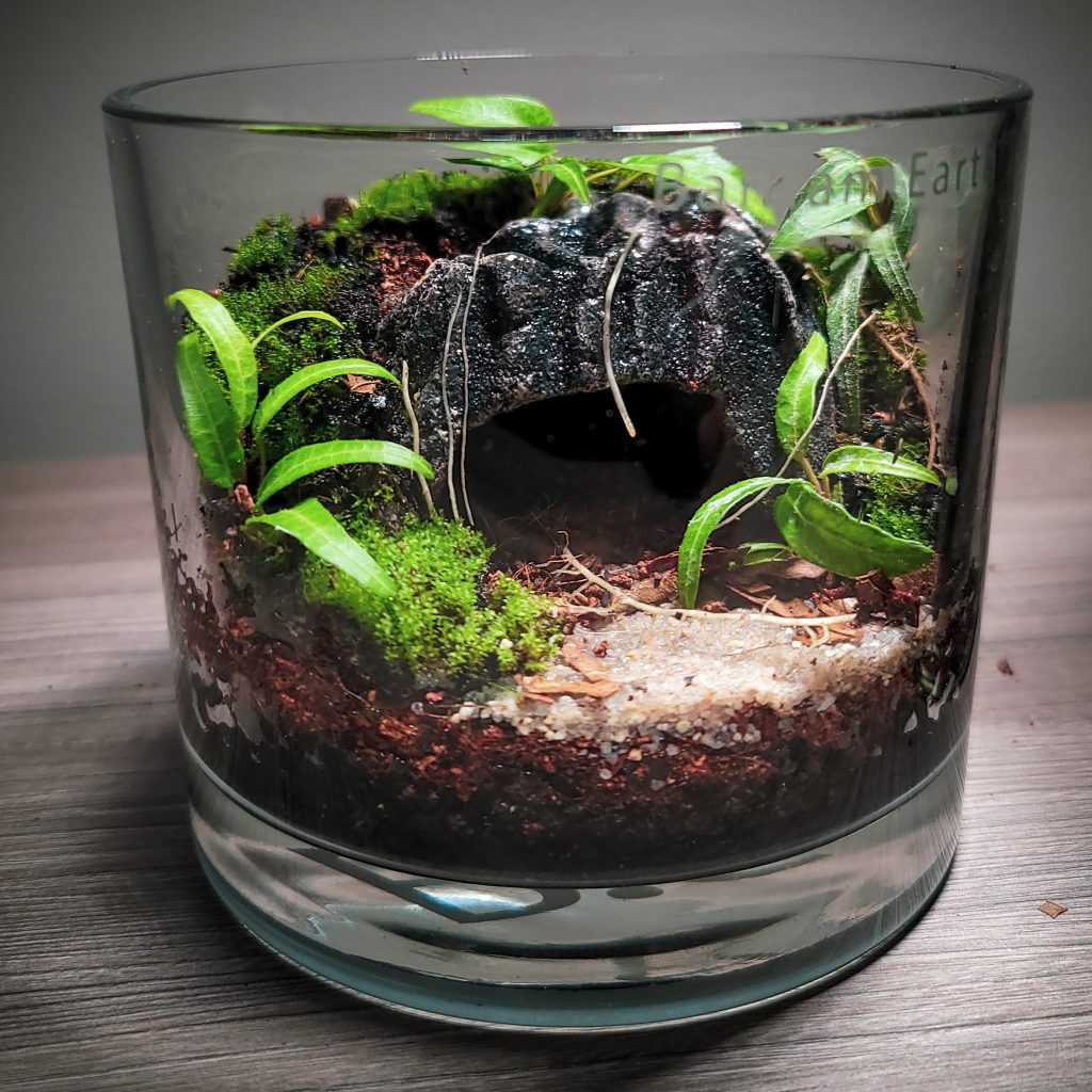 Making A Miniature Cave Terrarium