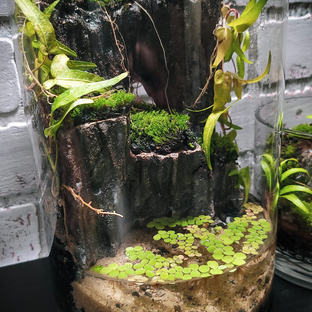 Best Plants For Aquarium Caves