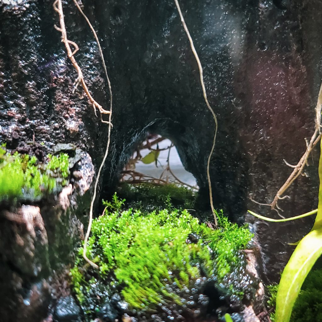 Aquarium Cave Care