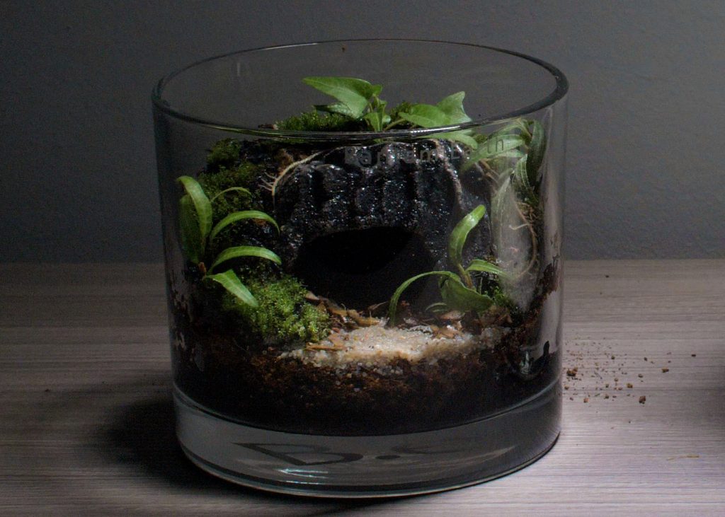 Best Plants For Cave Terrariums