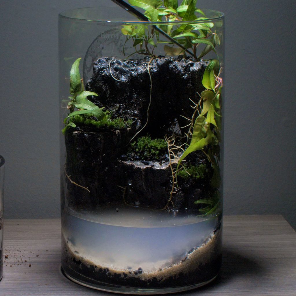 Best Plants For Aquarium Caves