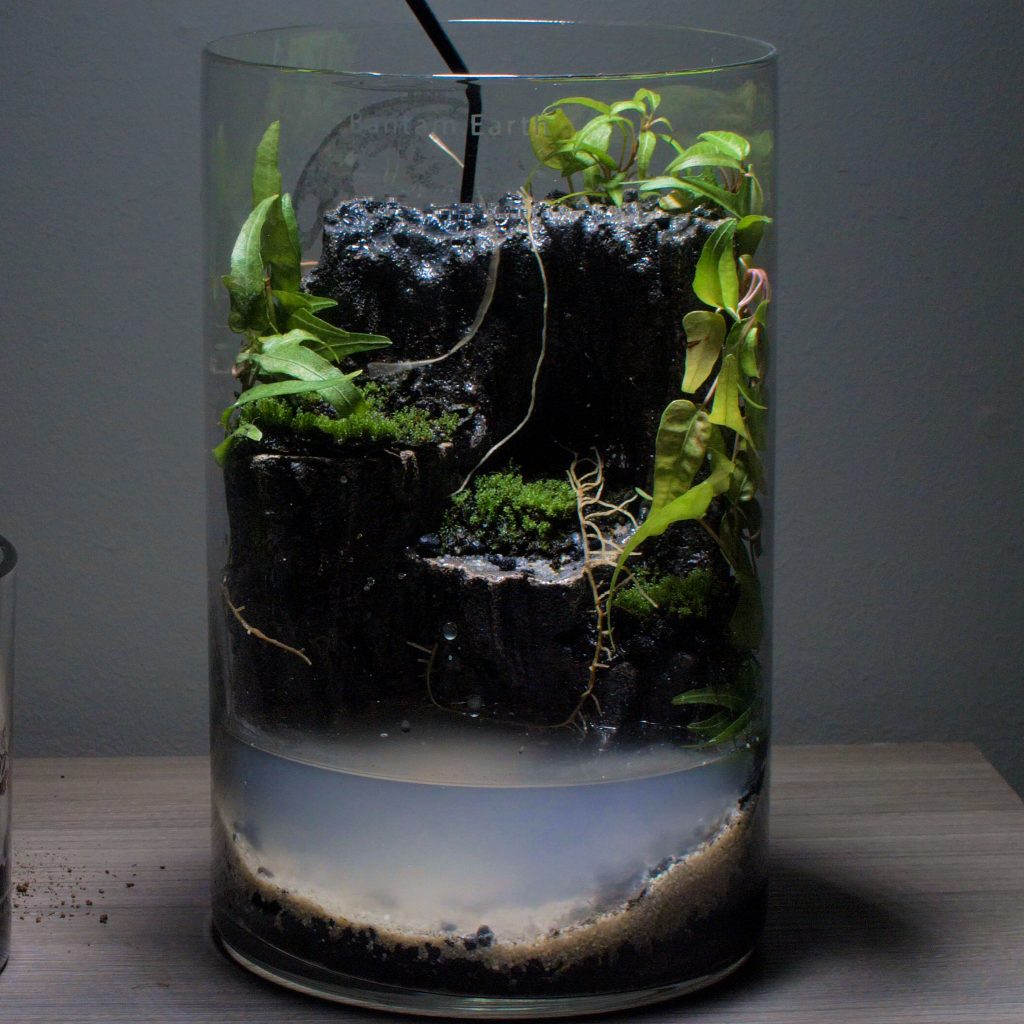 Best Plants For Aquarium Caves