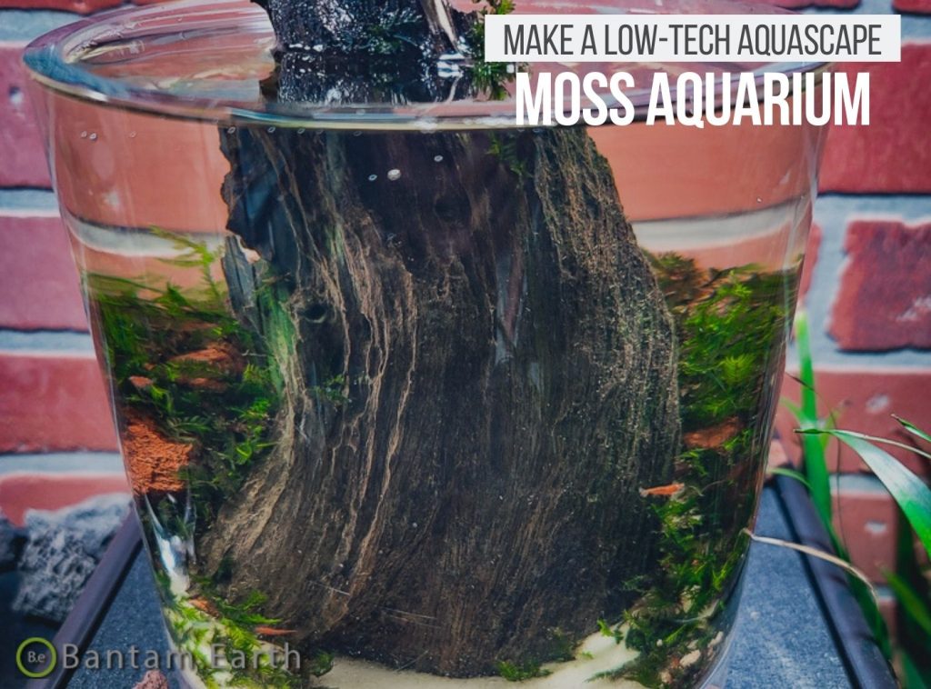 Mini Aquascape with moss