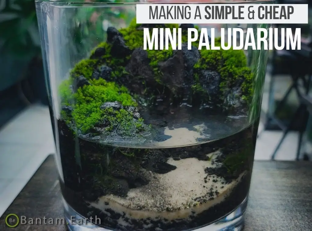 Mini Paludarium With Moss