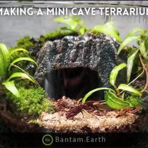 Making A Miniature Cave Terrarium