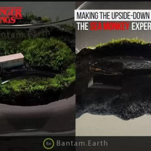 Making A Mini Upside-Down Fish Tank | Bantam.Earth