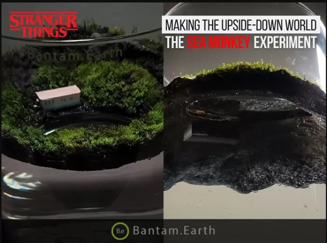Making A Mini Upside-Down Fish Tank | Bantam.Earth
