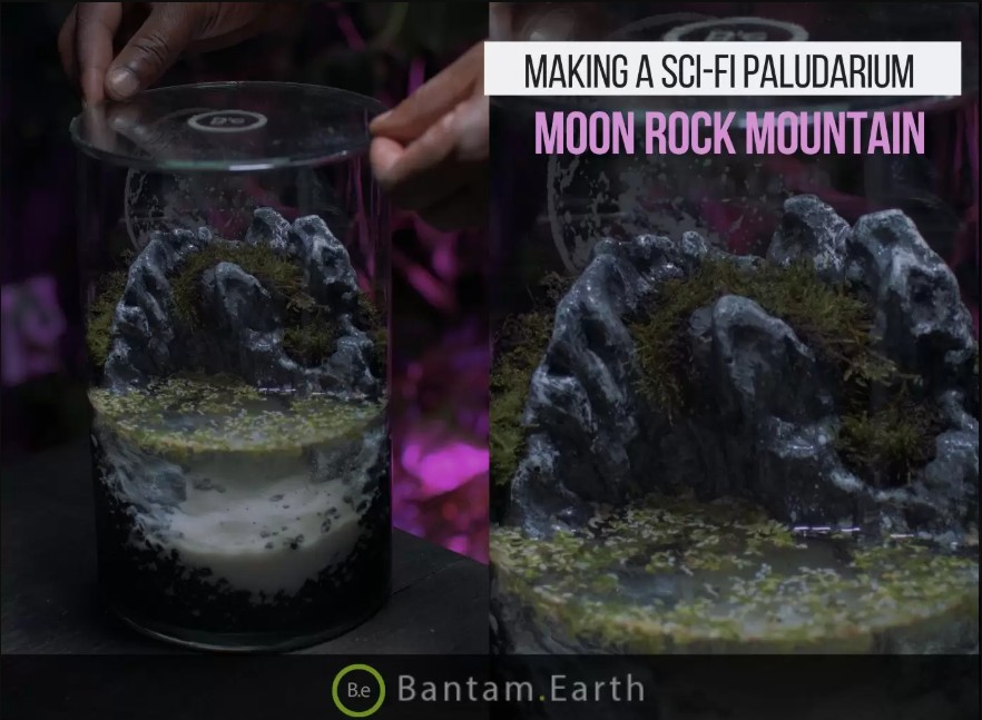 Making A Moon Rock Mountain Paludarium | Bantam.Earth