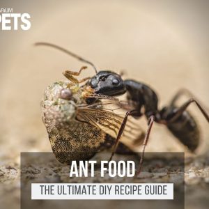 What Do Ants Eat? + The Ultimate DIY Ant Food Recipe!