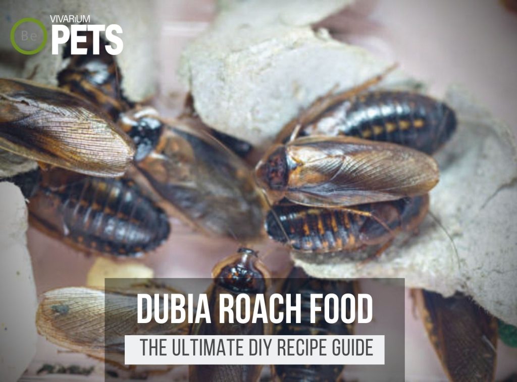 What Do Dubia Roaches Eat? +DIY Dubia Roach Food Recipe