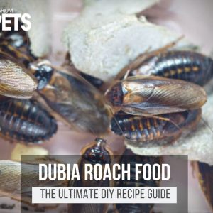 What Do Dubia Roaches Eat? +DIY Dubia Roach Food Recipe