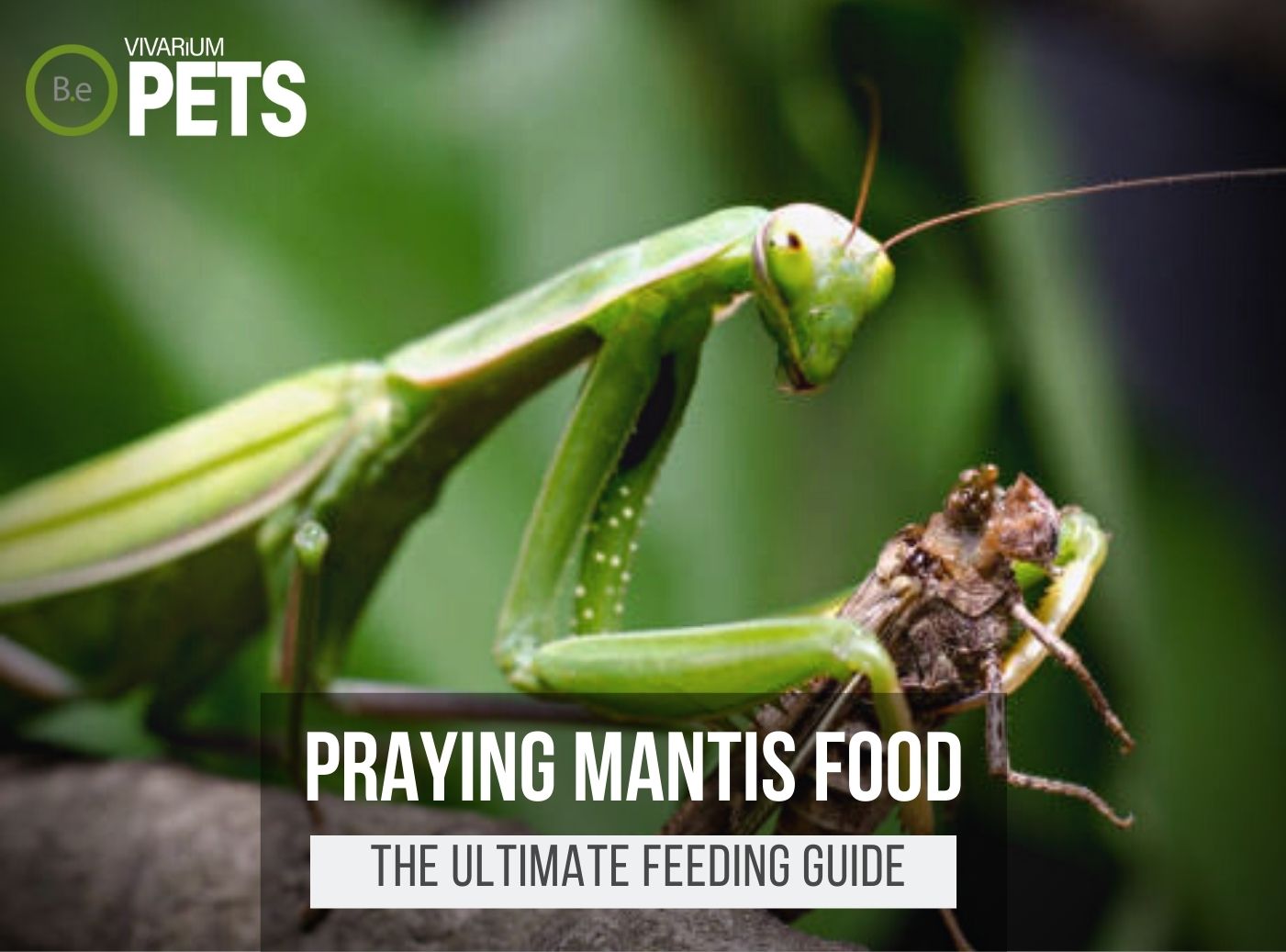 What Do Praying Mantises Eat Praying Mantis Food Guide 