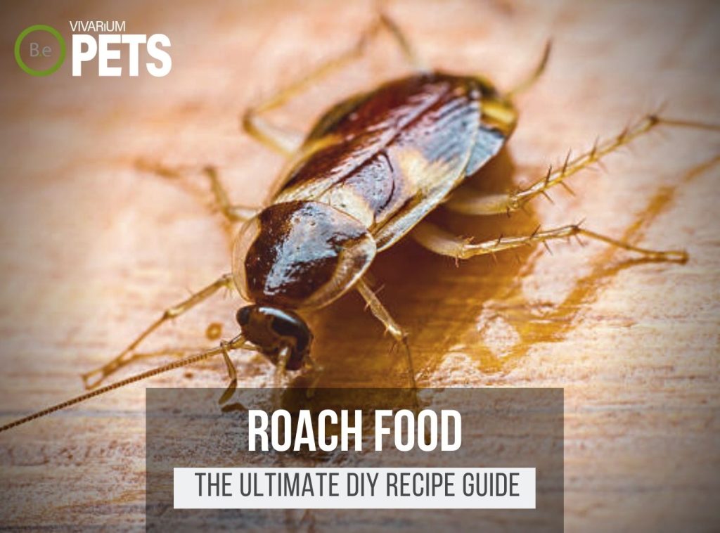 What Do Roaches Eat? + A Fun DIY Roach Food Recipe!