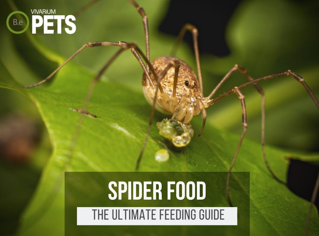 What Do Spiders Eat? | Best Spider Food & Feeding!