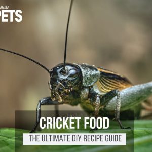 What Do Crickets Eat? + The Ultimate DIY Cricket Food Recipe