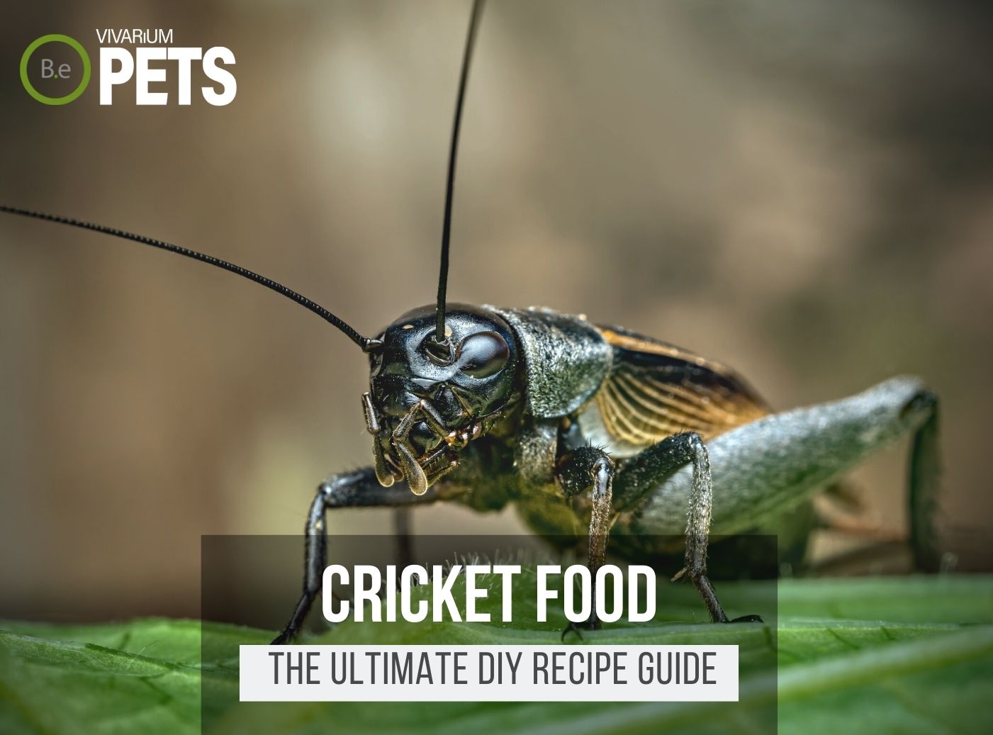 What Do Crickets Eat? + The Ultimate DIY Cricket Food Recipe