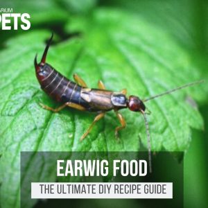 What Do Earwigs Eat? + A Fun DIY Earwig Food Recipe!