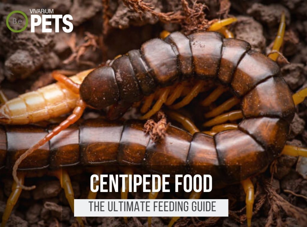 What Do Centipedes Eat? | Best Centipede Food & Feeding!