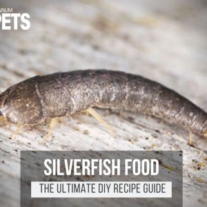 What Do Silverfish Eat? + A Fun DIY Silverfish Food Recipe!