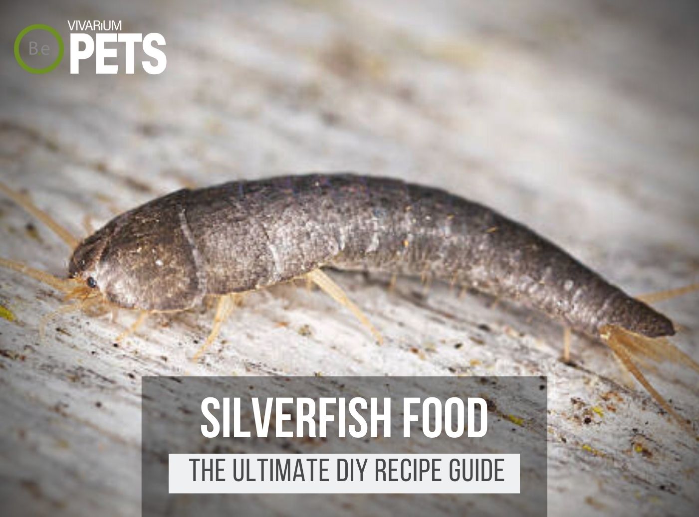 What Do Silverfish Eat? + A Fun DIY Silverfish Food Recipe!
