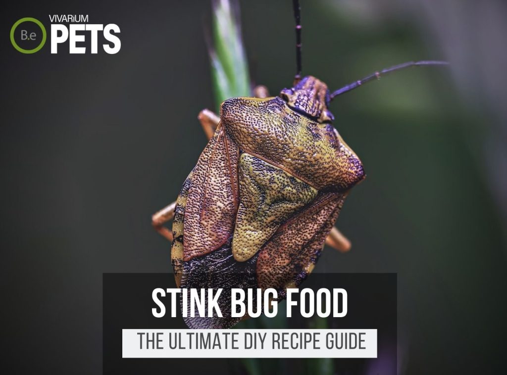 What Do Stink Bugs Eat? + A Fun DIY Stink Bug Food Recipe!