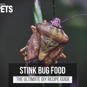 What Do Stink Bugs Eat? + A Fun DIY Stink Bug Food Recipe!