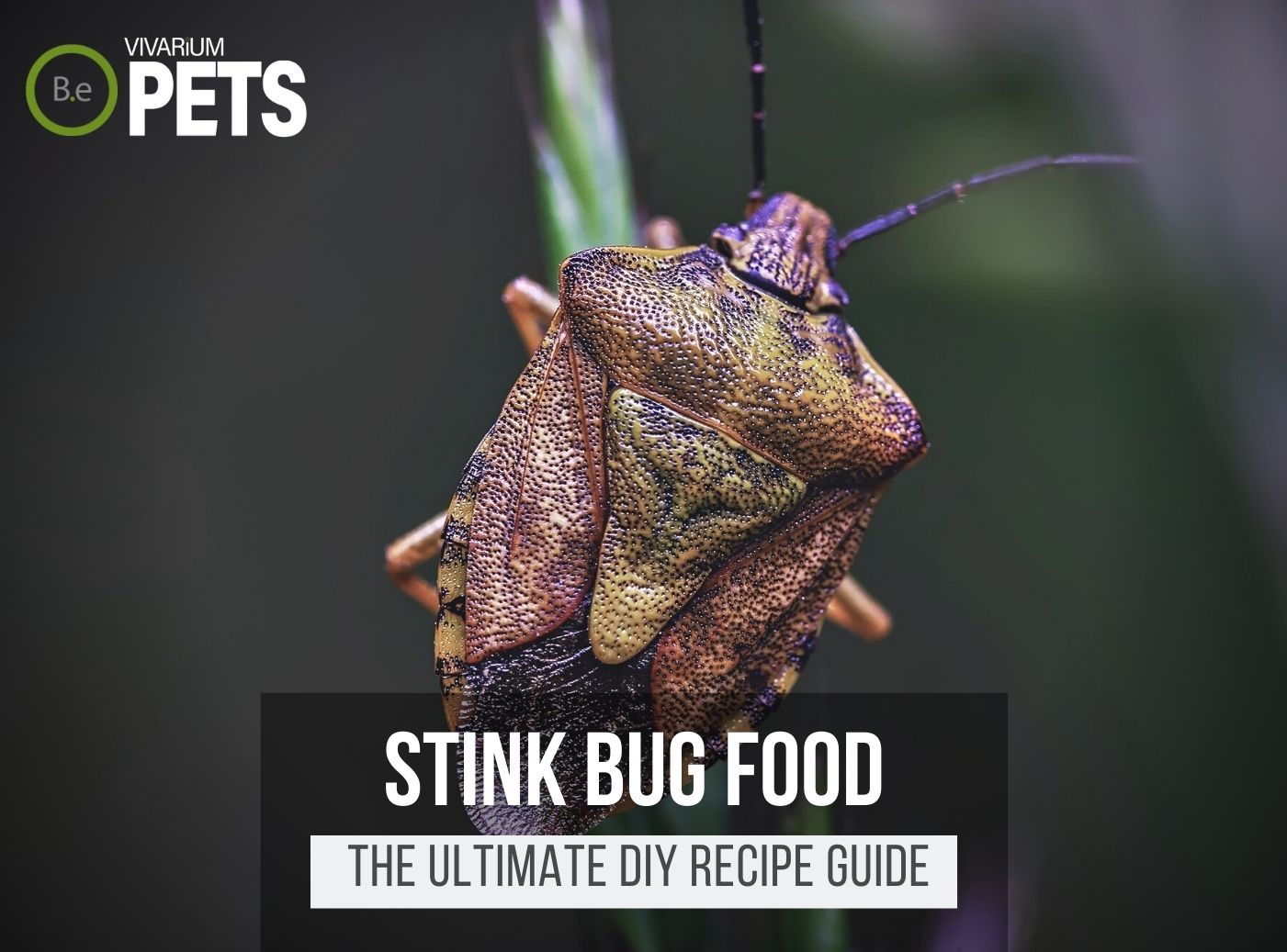 What Do Stink Bugs Eat? + A Fun DIY Stink Bug Food Recipe!