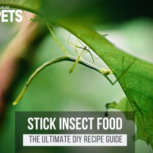 What Do Stick Insects Eat? | Best Stick Insect Food + Recipe