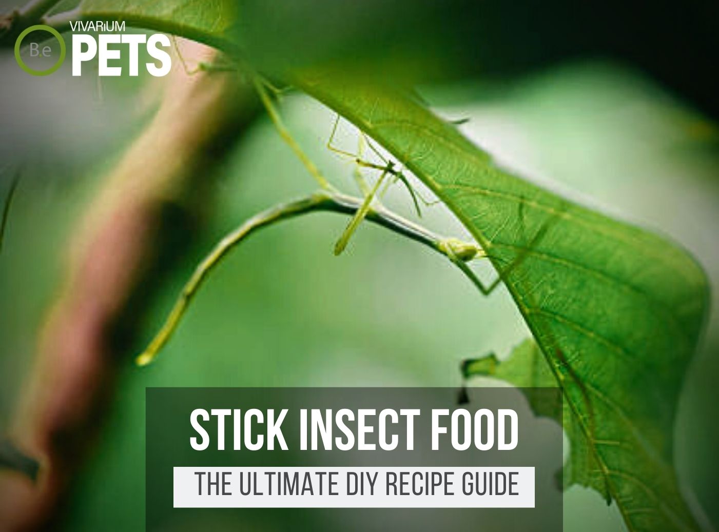 What Do Stick Insects Eat? | Best Stick Insect Food + Recipe