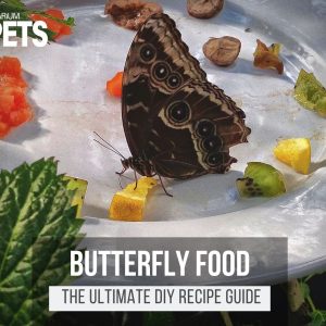 What Do Butterfly Eat? + A Fun DIY Butterfly Food Recipe!
