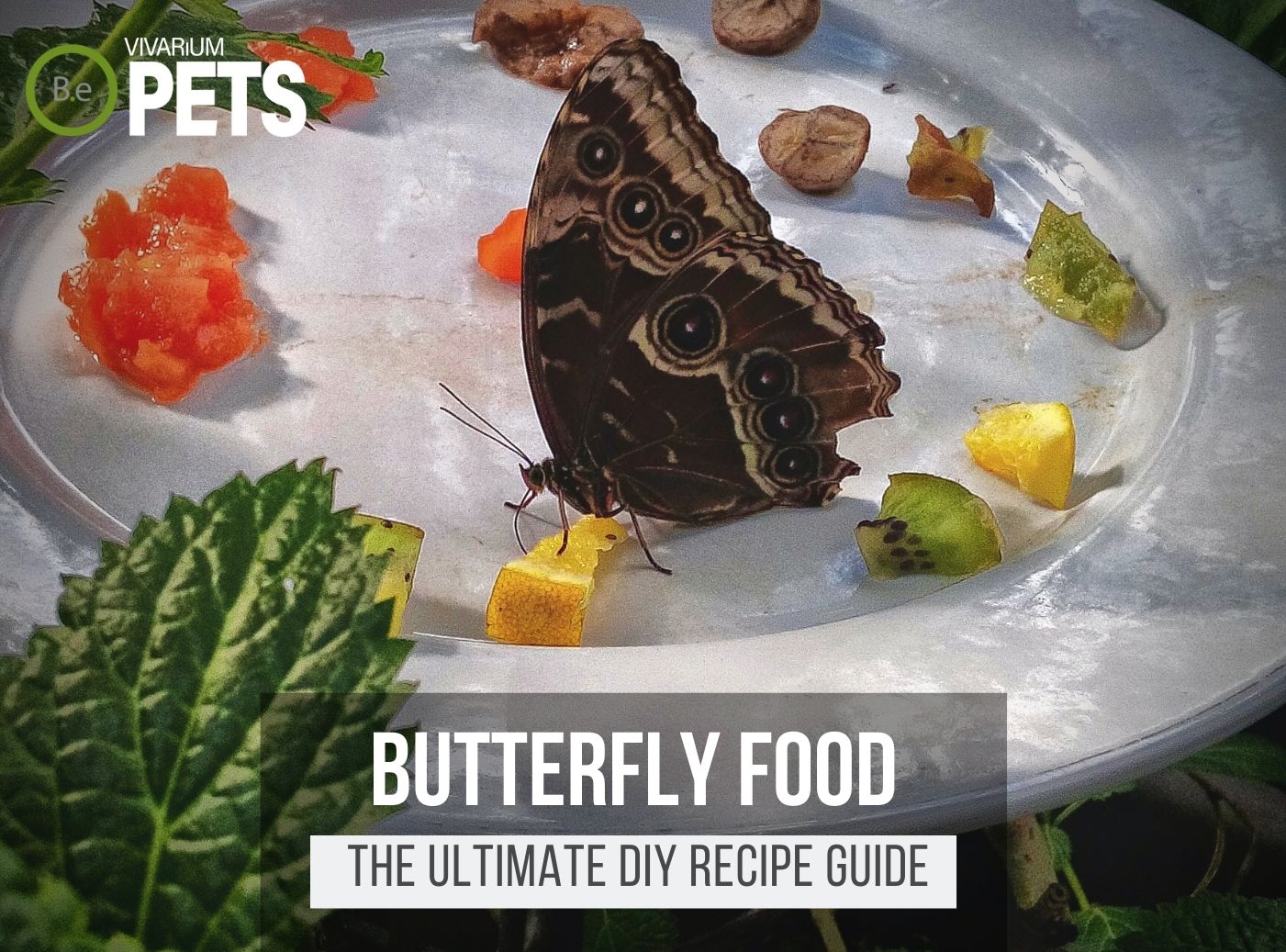 What Do Butterfly Eat? + A Fun DIY Butterfly Food Recipe!
