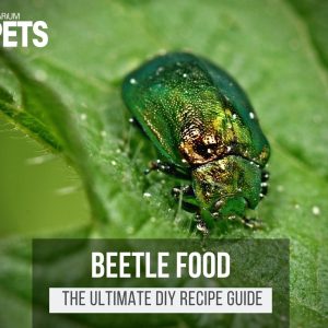 What Do Beetles Eat? | Best Beetle Food + DIY Recipes!