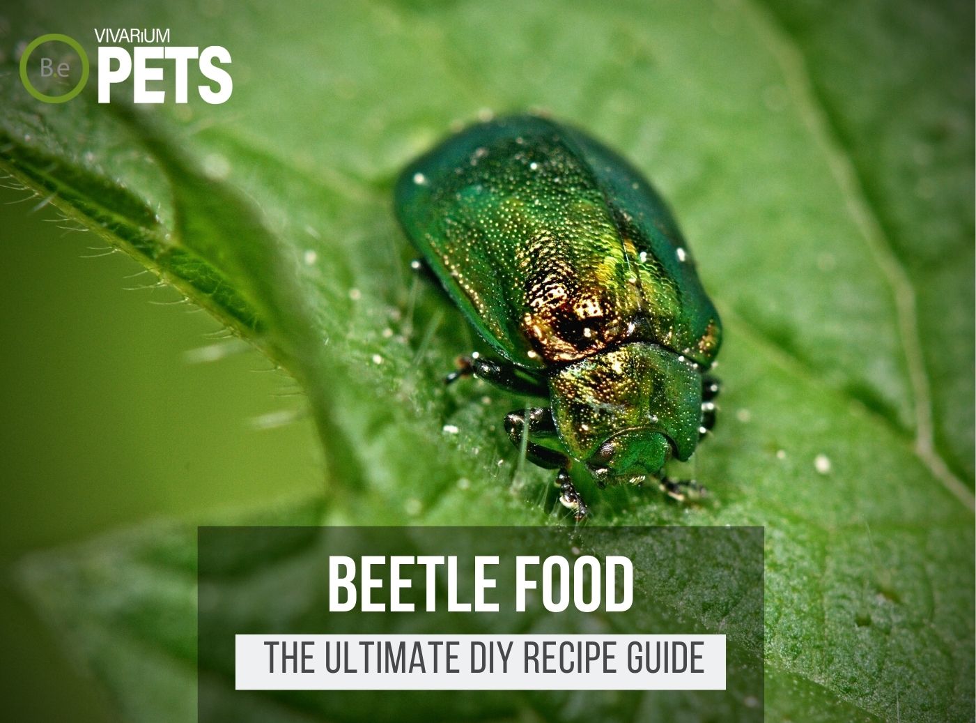 What Do Beetles Eat? | Best Beetle Food + DIY Recipes!
