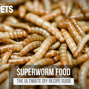 What Do Superworms Eat? | Best Superworm Food + Recipes