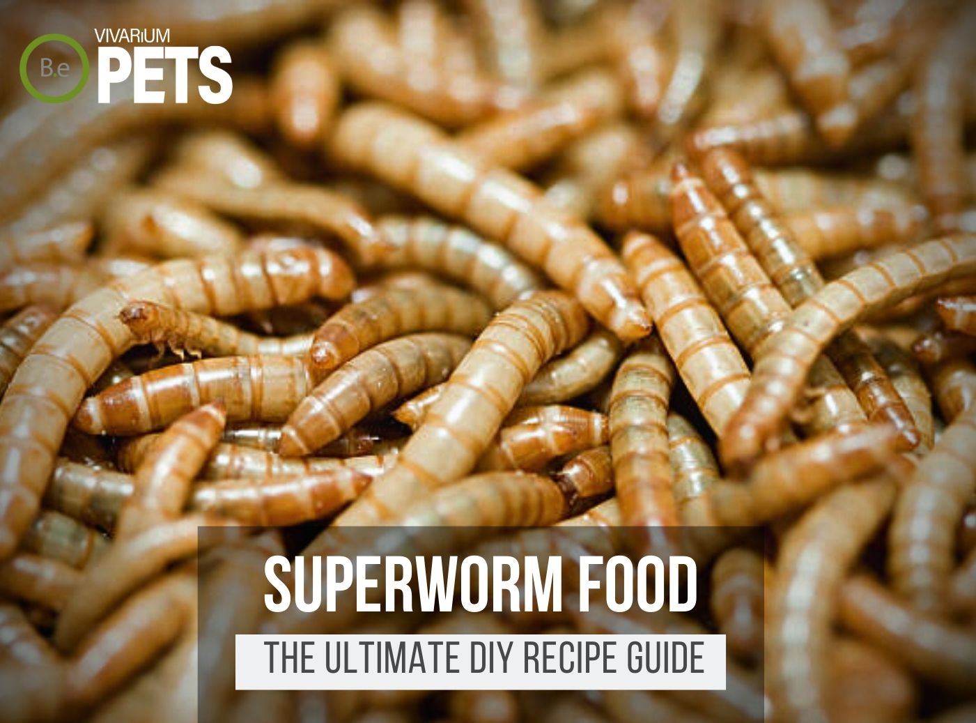 What Do Superworms Eat? | Best Superworm Food + Recipes