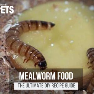 What Do Mealworms Eat? | Best Mealworm Food + Recipes