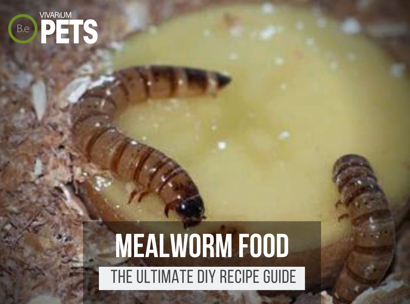 What Do Mealworms Eat? | Best Mealworm Food + Recipes