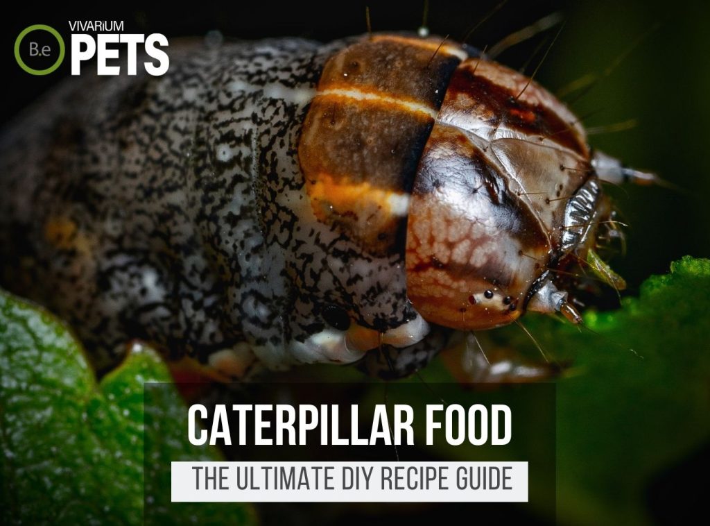 What Do Caterpillars Eat? | Best Caterpillar Food + Recipe!